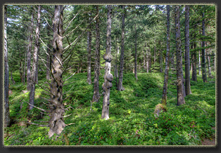 Hiking Falcon Cove in Oswald West State Park, OR