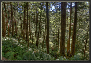 Hiking Falcon Cove in Oswald West State Park, OR
