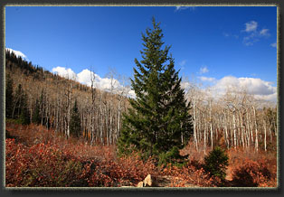 Fish Creek Falls, Colorado