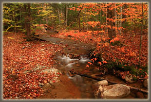 Lincoln Woods Trail / Franconia Falls