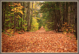 Lincoln Woods Trail / Franconia Falls