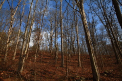 Grundy Lakes State Park, Tennessee