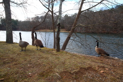Grundy Lakes State Park, Tennessee
