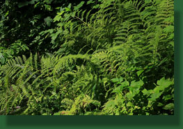 bracken fern