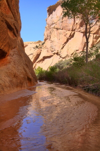 Hackberry Canyon
