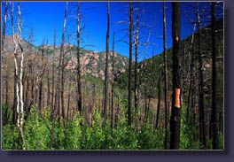 Hankins Gulch