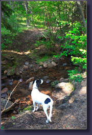 Hankins Gulch