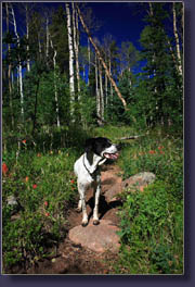 Hankins Gulch