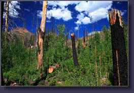 Hankins Gulch