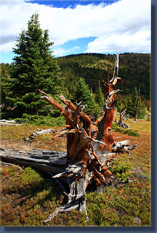 Gnarled trees from a past fire on Hyannis Peak