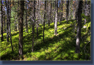 Lush whortleberry understory along Middle Arapaho Creek