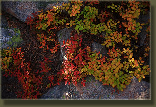 Whortleberry in festive fall colors