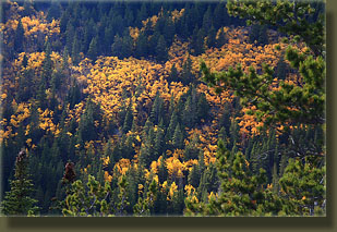 Aspen above Roaring River along the Lawn Lake Trail