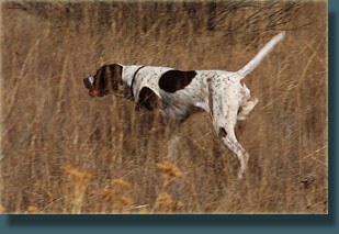 Henry stalks birds in the tall grass near Lonetree Mt