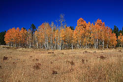 Fall color on the Mt Margaret Trail