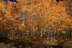 Yellow aspen along the trail to Mt Margaret