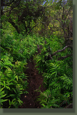 Lauae ferns line most of the trail