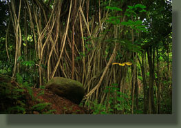 Beautiful old banyan tree