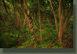 Thick jungle near the beginning of the trail