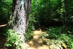 Pioneer Loop, Cumberland Mt State Park, TN