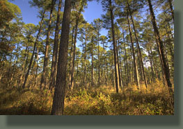 Shockaloe Trail