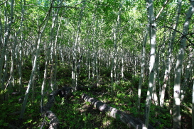 Sierra Madre Rim, Wyoming