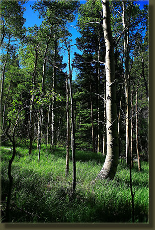 aspen glade along the trail