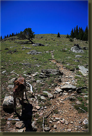 Makenzie waits for me at the beginning of the tundra portion of the hike