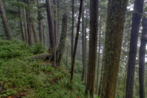 Tillamook Head, Oregon