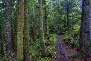 Tillamook Head, Oregon