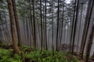 Tillamook Head, Oregon