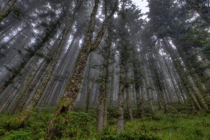Tillamook Head, Oregon