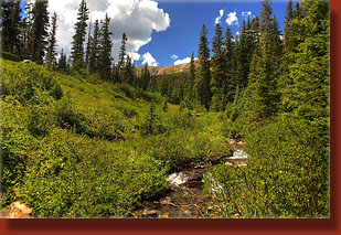 Trap Creek near the head of Trap Park