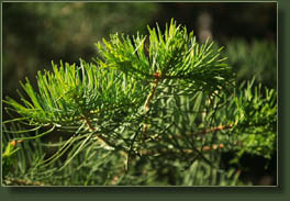 white fir on the Waldo Canyon trail