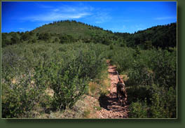Makenzie on the Waldo Canyon trail