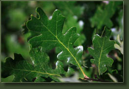white oak leaves in Waldo Canyon