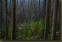 Burned forest