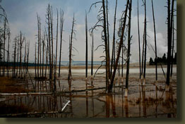 A bleak landscape in lower geyser basin