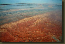 Thermophilic bacteria and algae mats in the hot water near the geyser
