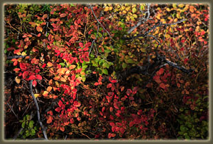Vaccinium scoparium (whortleberry)