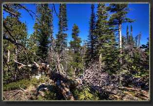 Zimmerman Trail, Colorado